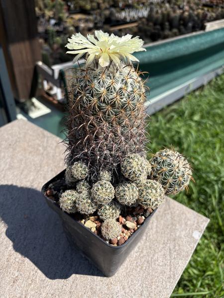 Coryphantha cornifera
